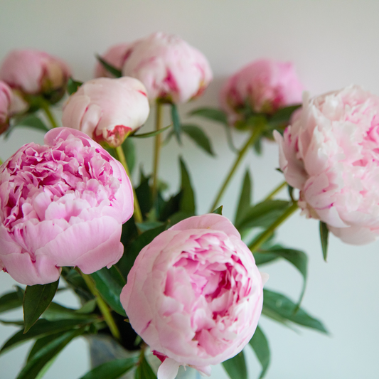 Peony