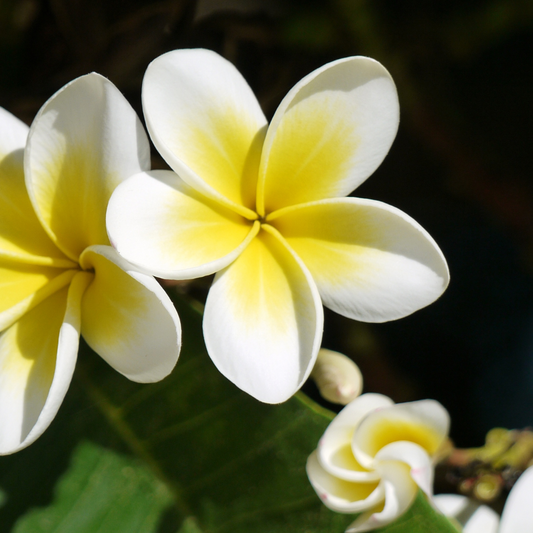 Plumeria