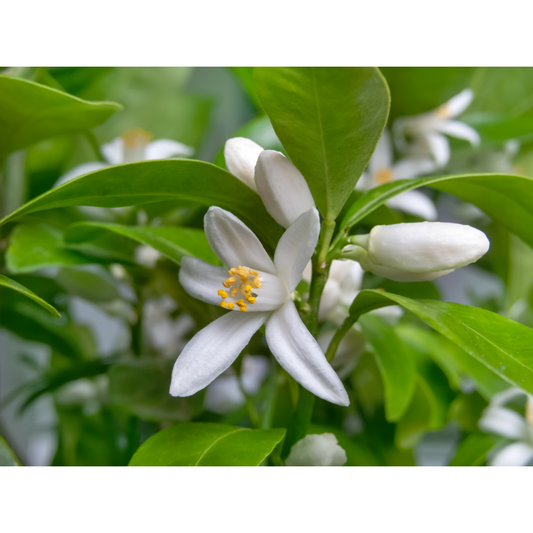 Calamansi Flower