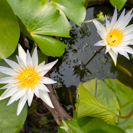 Tiger Lotus & Ginkgo