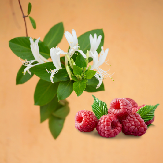 Wild Honeysuckle & Raspberry